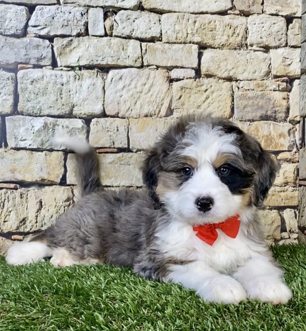Photo of Mr. Norm the Mini-Bernedoodle puppy