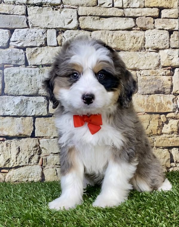 Photo of Mr. Norm the Mini-Bernedoodle puppy