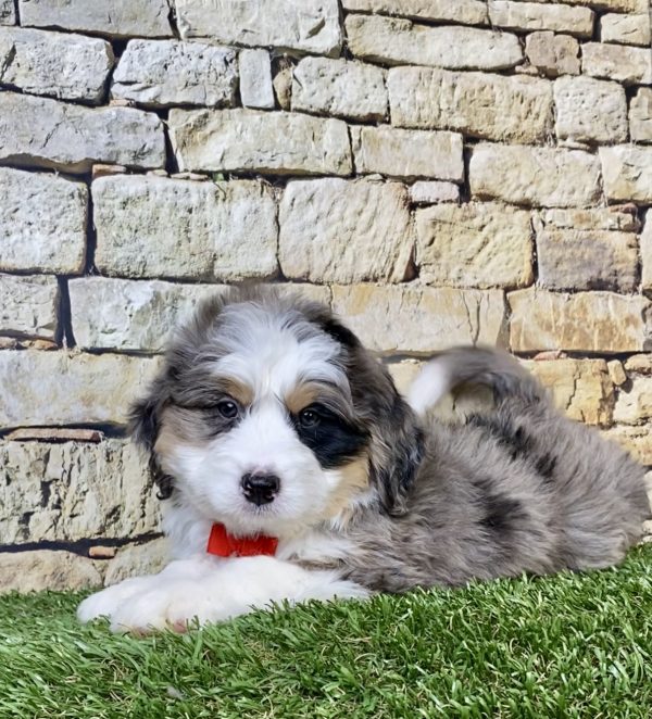 Photo of Mr. Norm the Mini-Bernedoodle puppy