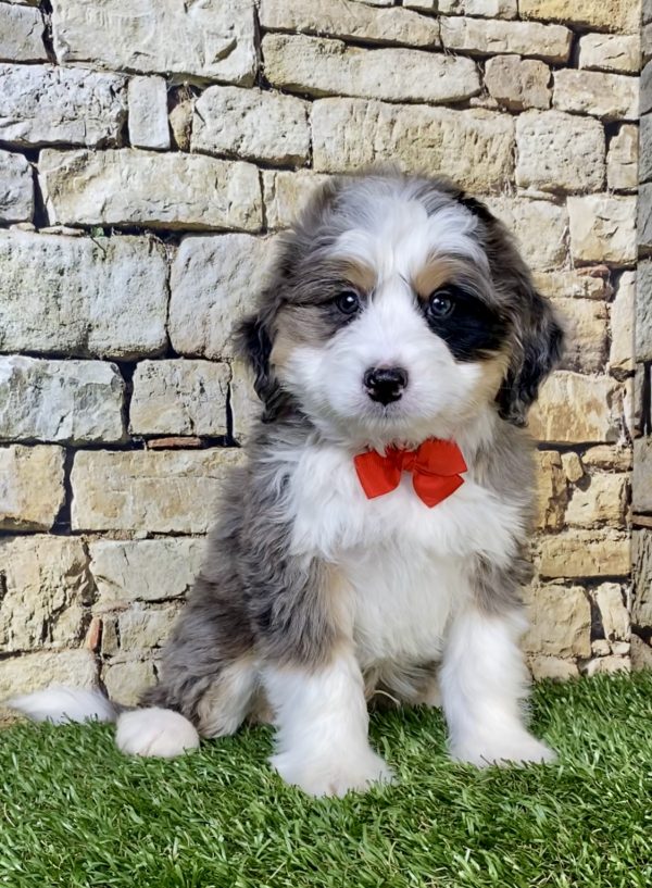 Mr. Norm the  Mini-Bernedoodle puppy