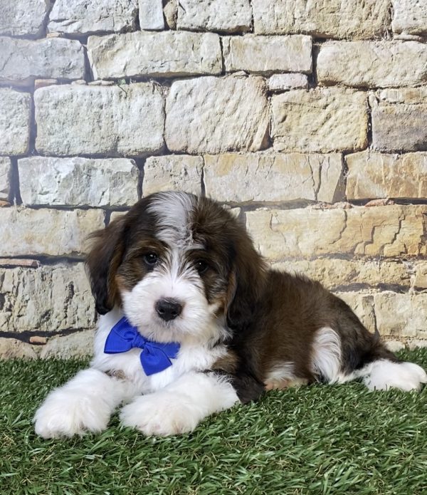 Mr. Omar the F2 Mini-Bernedoodle puppy