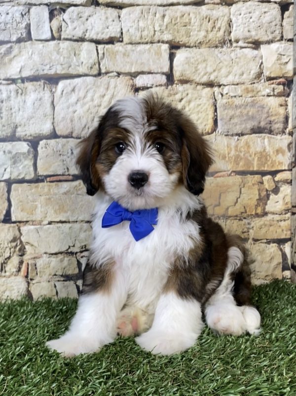 Photo of Mr. Omar the F2 Mini-Bernedoodle puppy