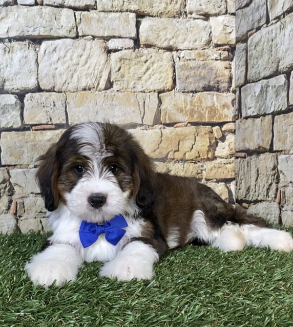 Photo of Mr. Omar the F2 Mini-Bernedoodle puppy