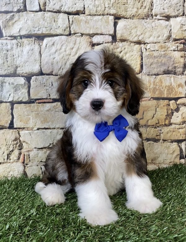 Mr. Omar the F2 Mini-Bernedoodle puppy