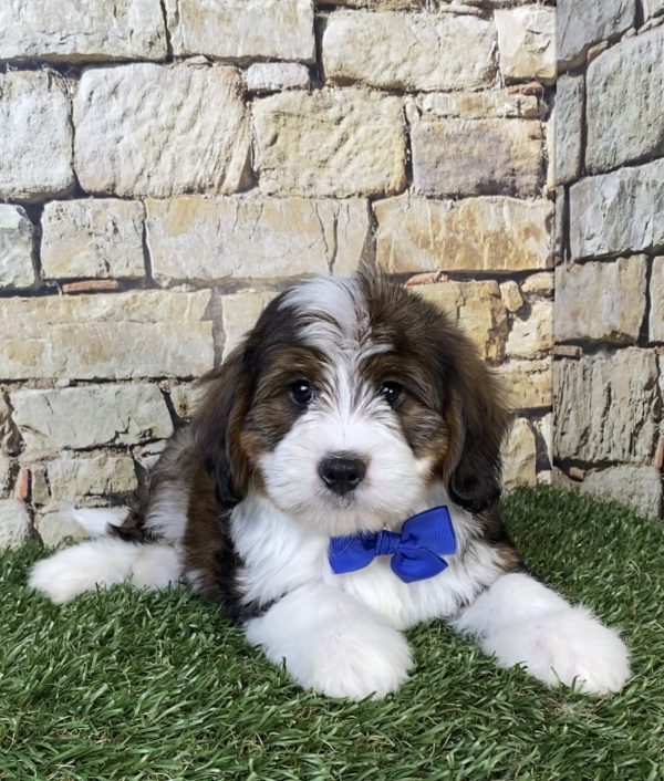Photo of Mr. Omar the F2 Mini-Bernedoodle puppy