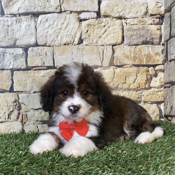 Mr. Orbit the F2 Mini-Bernedoodle puppy