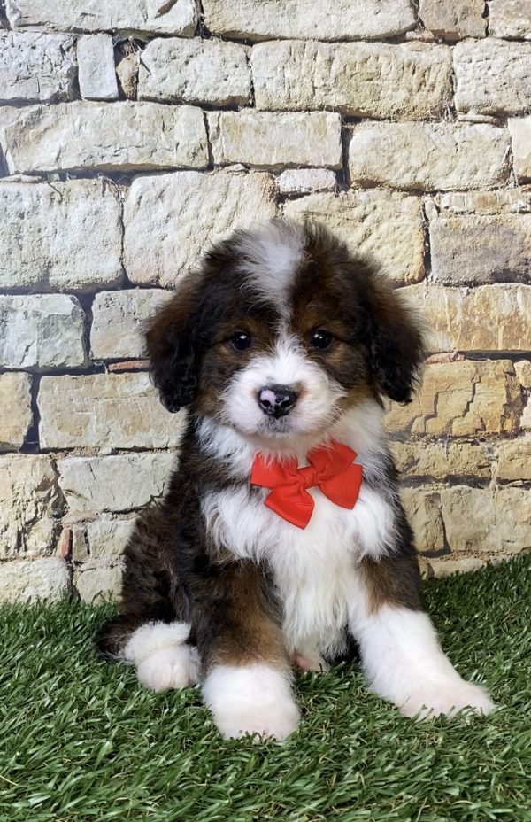 Photo of Mr. Orbit the F2 Mini-Bernedoodle puppy