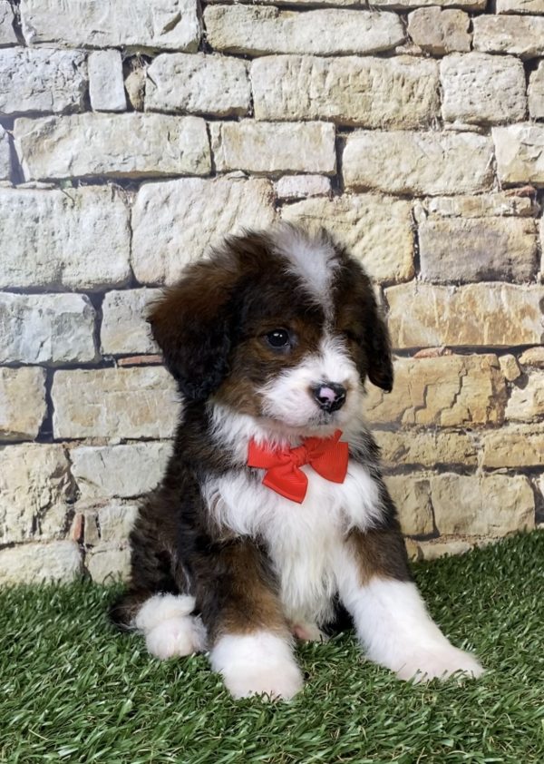 Photo of Mr. Orbit the F2 Mini-Bernedoodle puppy