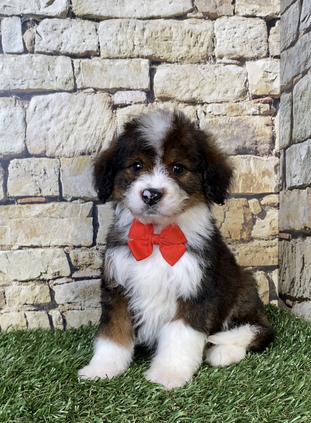Photo of Mr. Orbit the F2 Mini-Bernedoodle puppy