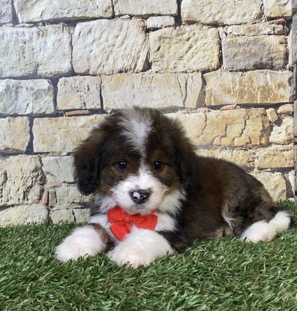 Photo of Mr. Orbit the F2 Mini-Bernedoodle puppy