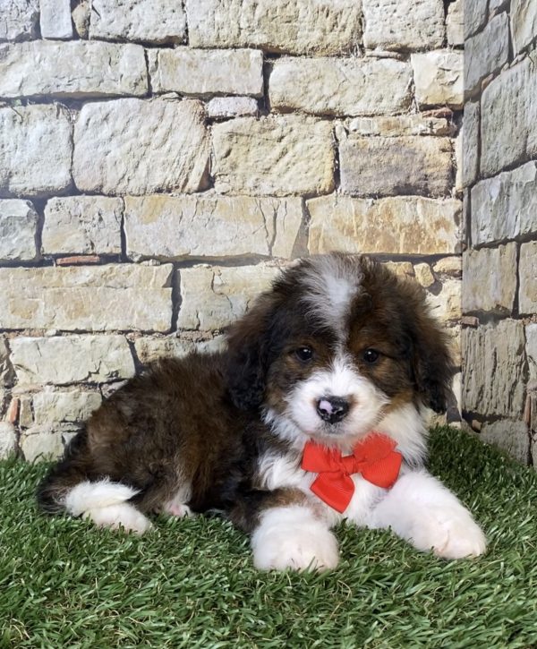 Photo of Mr. Orbit the F2 Mini-Bernedoodle puppy