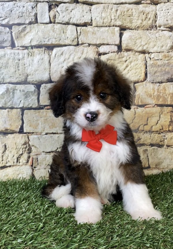 Photo of Mr. Orbit the F2 Mini-Bernedoodle puppy