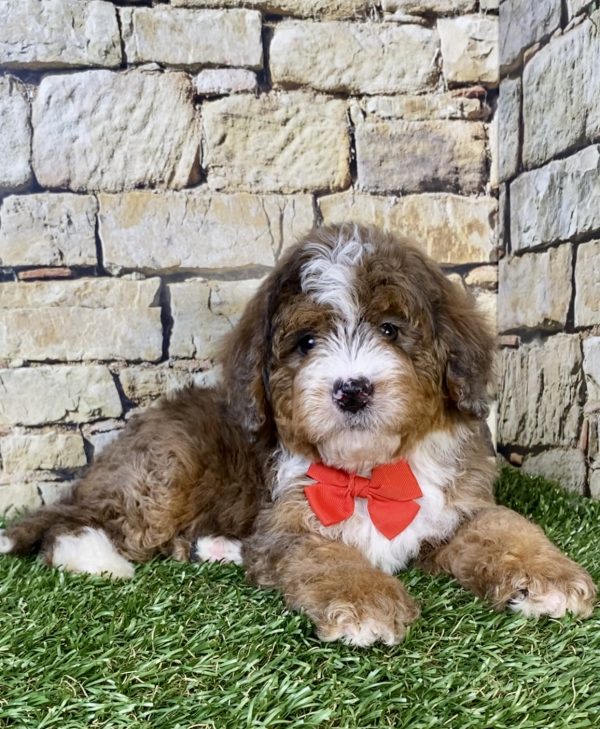 Mr. Orion the F2 Mini-Bernedoodle puppy