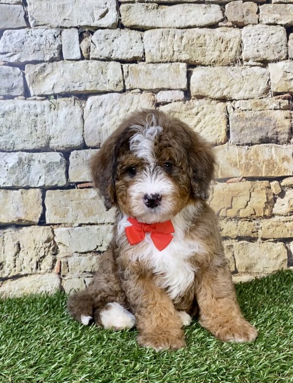 Photo of Mr. Orion the F2 Mini-Bernedoodle puppy