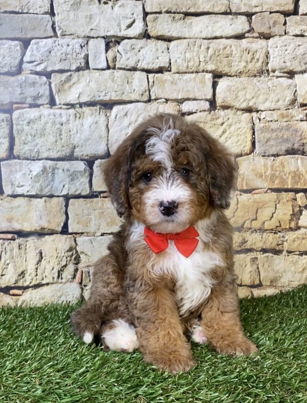 Photo of Mr. Orion the F2 Mini-Bernedoodle puppy
