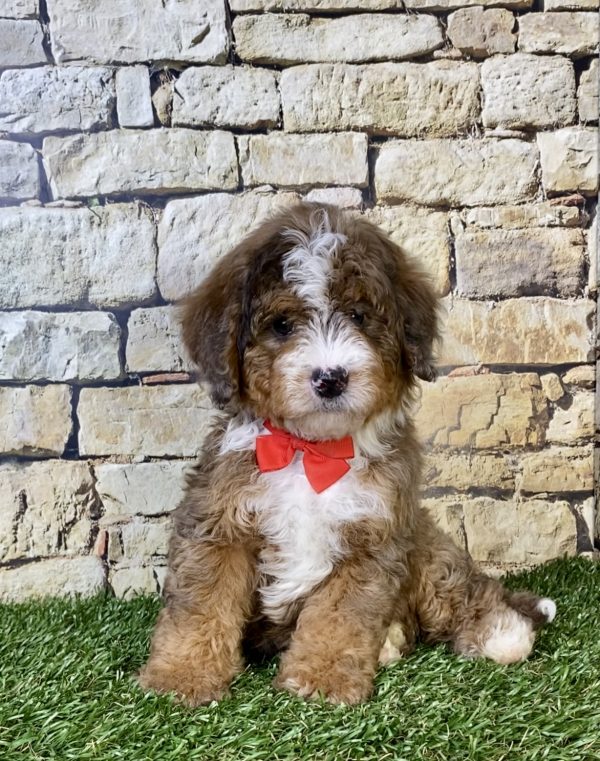 Mr. Orion the F2 Mini-Bernedoodle puppy