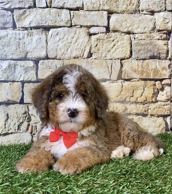 Photo of Mr. Orion the F2 Mini-Bernedoodle puppy