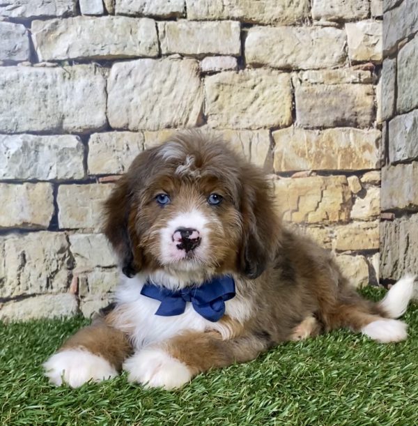 Mr. Oskar the F2 Mini-Bernedoodle puppy