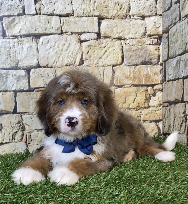 Photo of Mr. Oskar the F2 Mini-Bernedoodle puppy