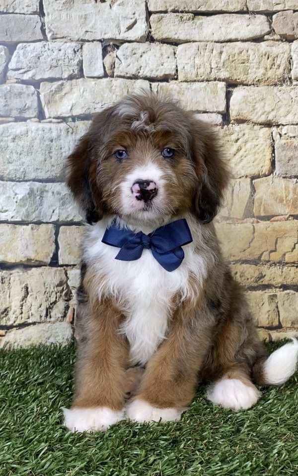Photo of Mr. Oskar the F2 Mini-Bernedoodle puppy