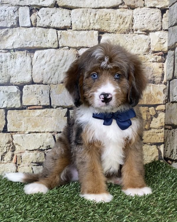 Mr. Oskar the F2 Mini-Bernedoodle puppy