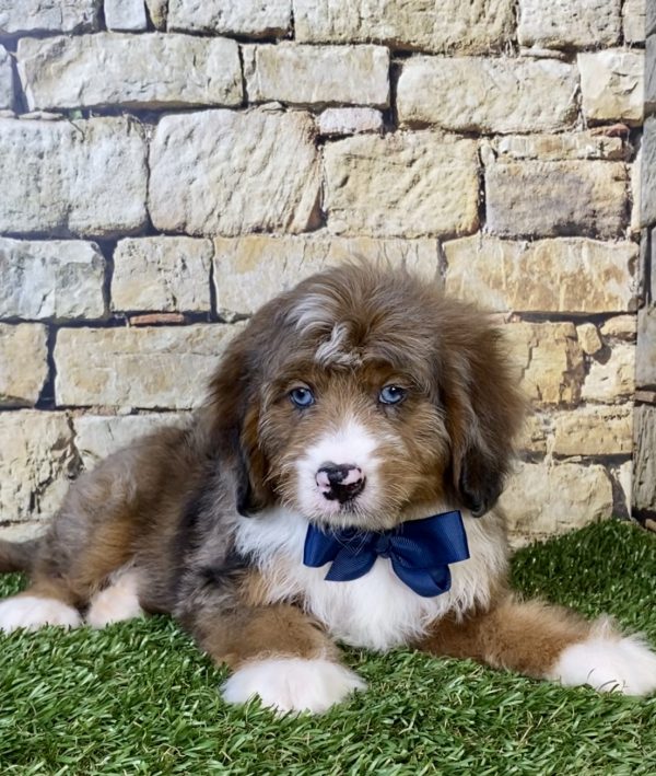 Photo of Mr. Oskar the F2 Mini-Bernedoodle puppy