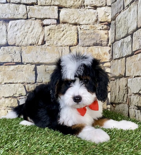 Photo of Mr. Pablo the Mini-Bernedoodle puppy