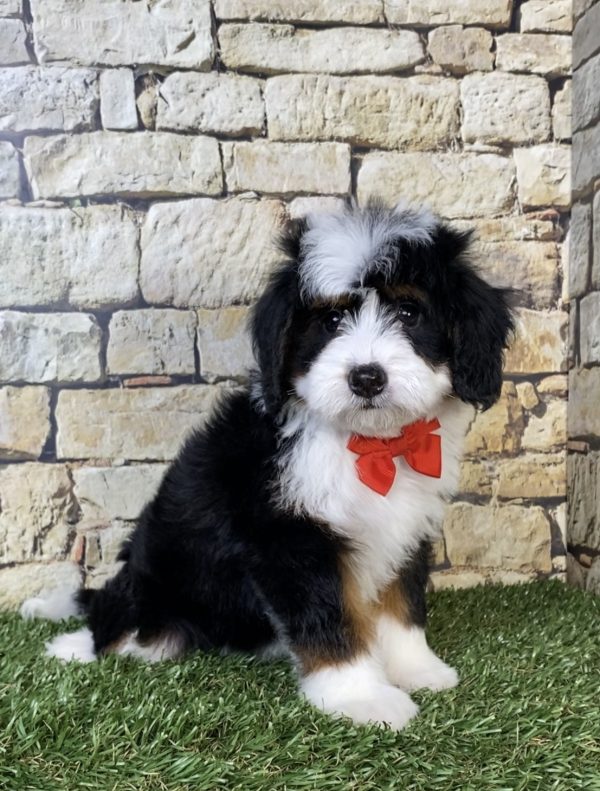 Photo of Mr. Pablo the Mini-Bernedoodle puppy