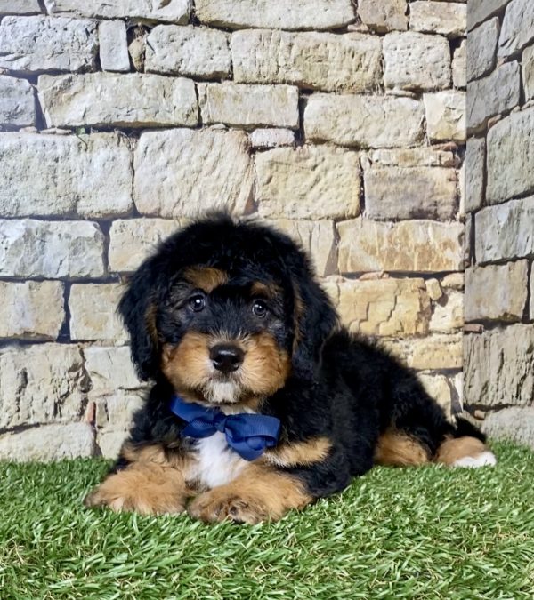 Photo of Mr. Parker the Mini-Bernedoodle puppy