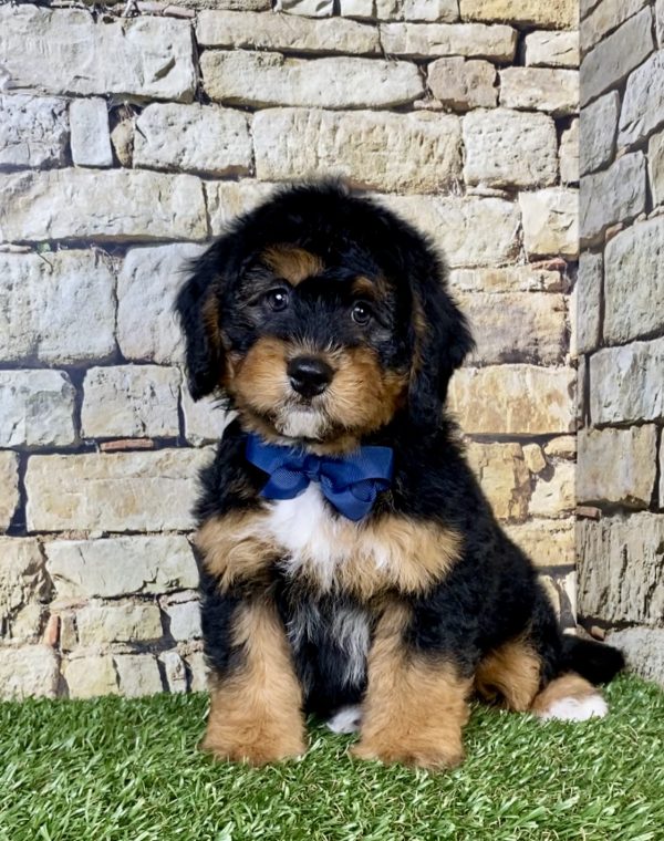 Photo of Mr. Parker the Mini-Bernedoodle puppy