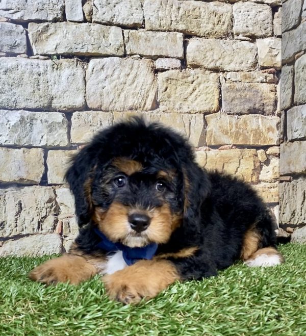 Photo of Mr. Parker the Mini-Bernedoodle puppy