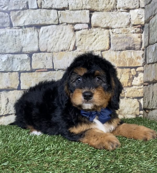 Photo of Mr. Parker the Mini-Bernedoodle puppy