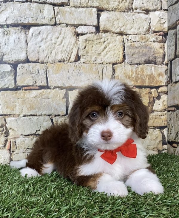 Photo of Mr. Phil the Mini-Bernedoodle puppy