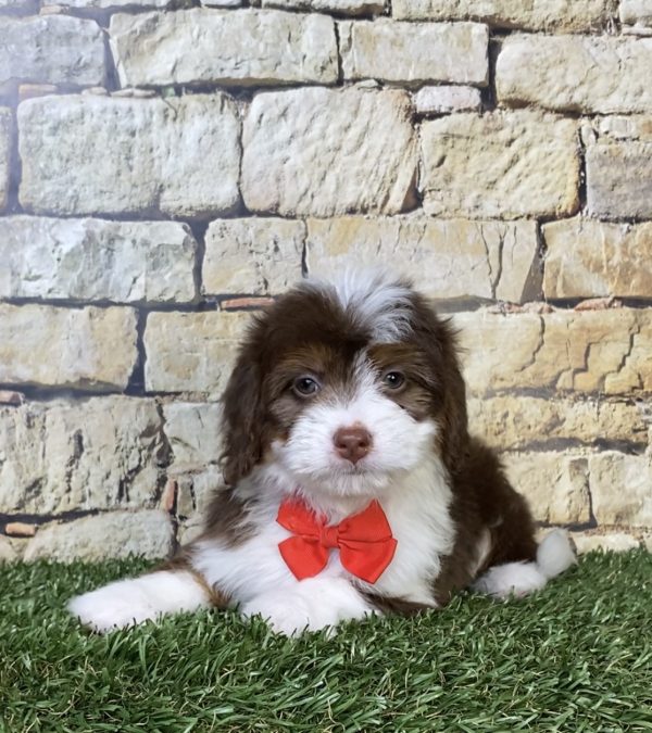 Photo of Mr. Phil the Mini-Bernedoodle puppy