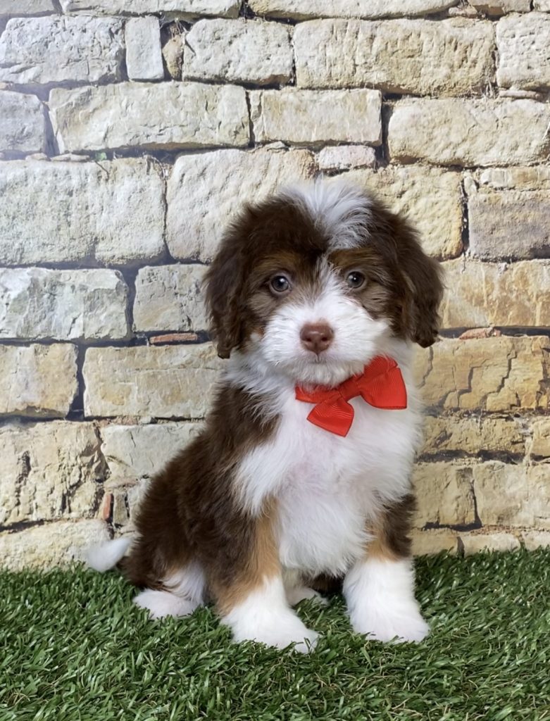 Photo of Mr. Phil the Mini-Bernedoodle puppy