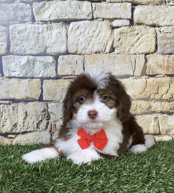 Photo of Mr. Phil the Mini-Bernedoodle puppy