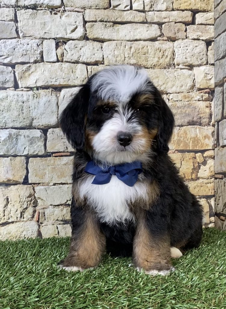 Photo of Mr. Rambo the F2 Mini-Bernedoodle puppy