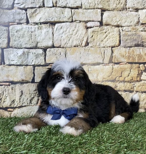 Photo of Mr. Rambo the F2 Mini-Bernedoodle puppy
