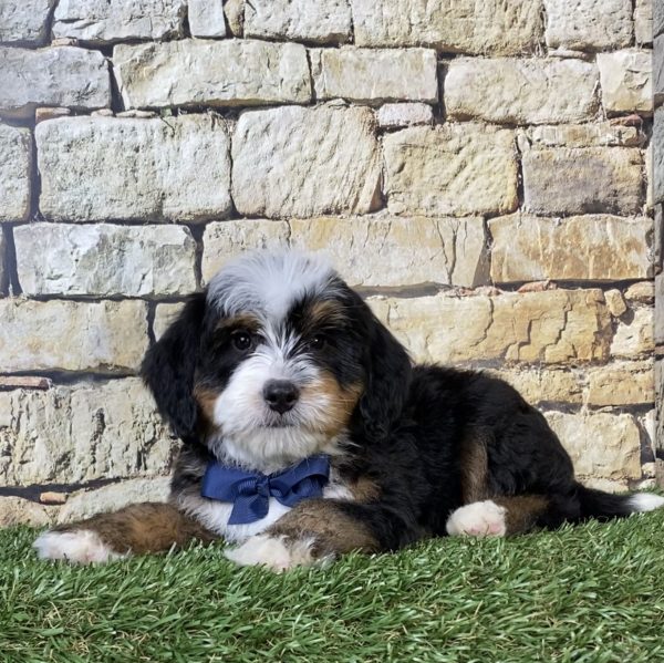 Photo of Mr. Rambo the F2 Mini-Bernedoodle puppy