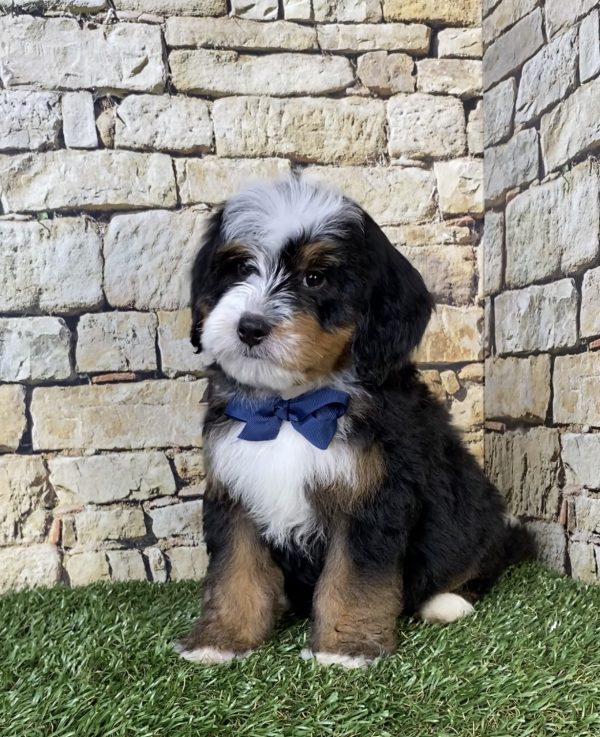 Photo of Mr. Rambo the F2 Mini-Bernedoodle puppy