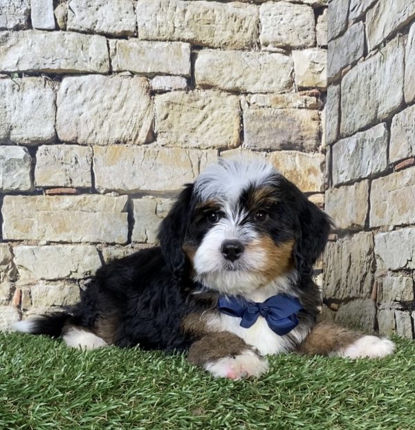 Photo of Mr. Rambo the F2 Mini-Bernedoodle puppy