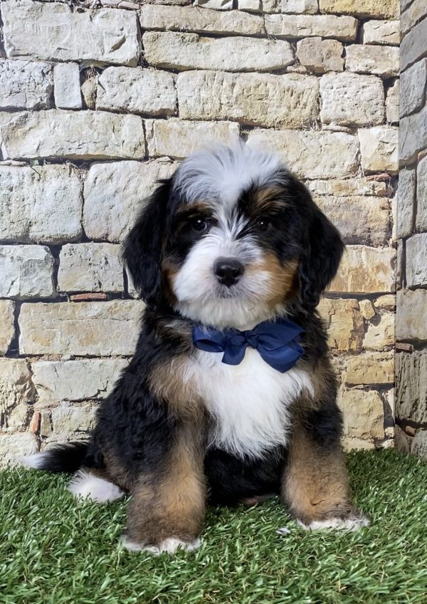 Photo of Mr. Rambo the F2 Mini-Bernedoodle puppy