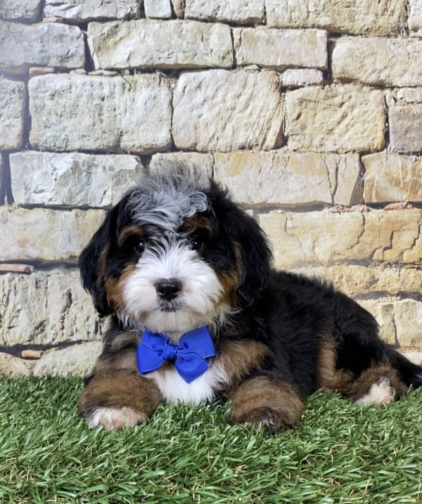 Photo of Mr. Ranger the F2 Mini-Bernedoodle puppy