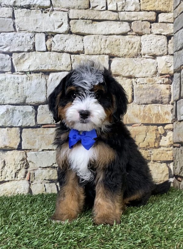 Mr. Ranger the F2 Mini-Bernedoodle puppy