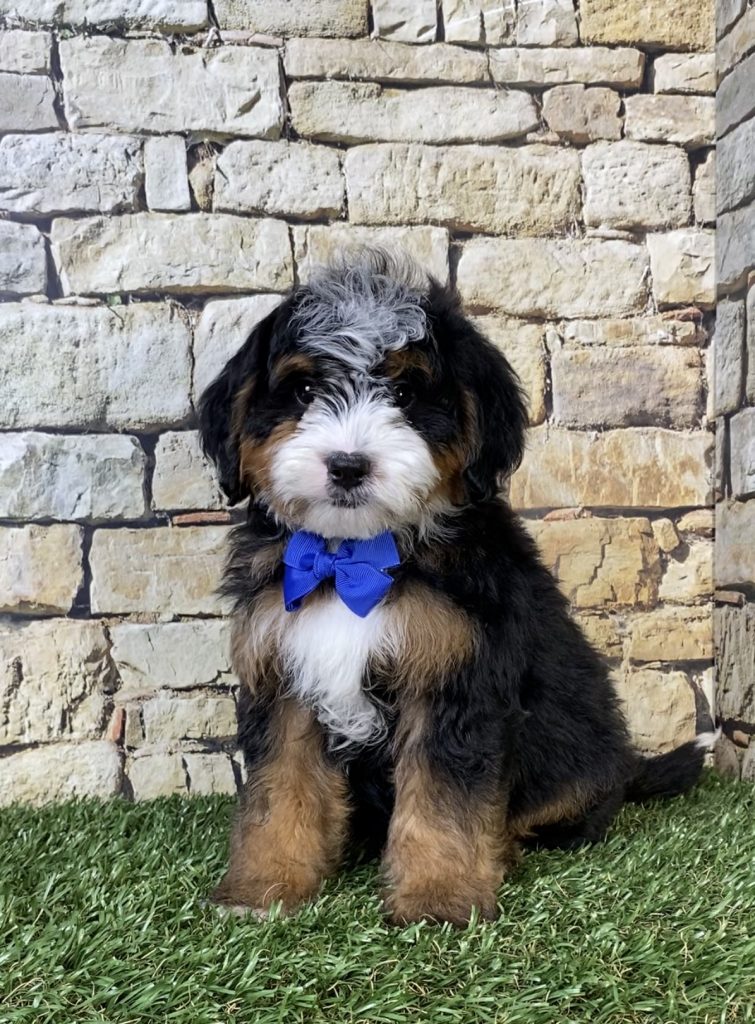 Photo of Mr. Ranger the F2 Mini-Bernedoodle puppy
