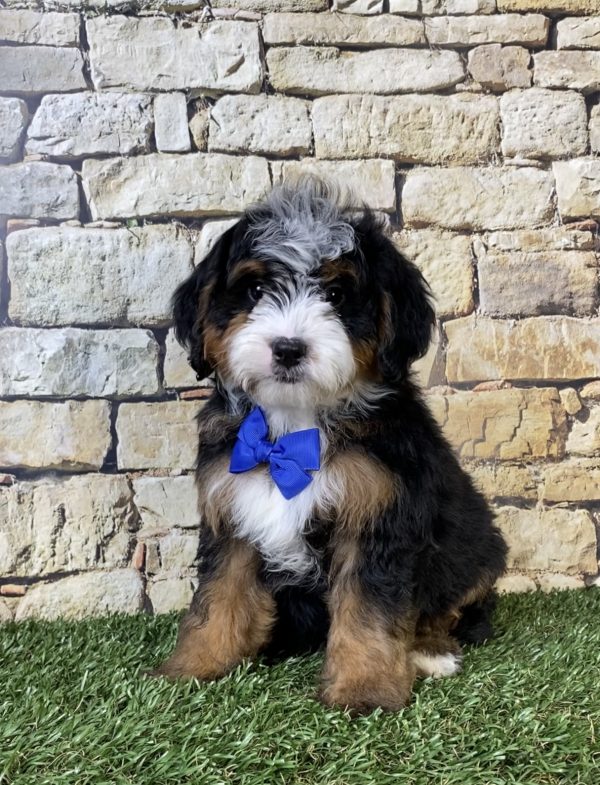 Photo of Mr. Ranger the F2 Mini-Bernedoodle puppy