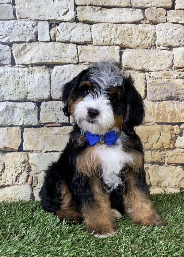Photo of Mr. Ranger the F2 Mini-Bernedoodle puppy