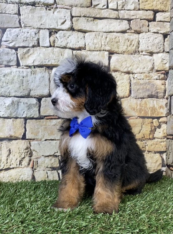 Photo of Mr. Ranger the F2 Mini-Bernedoodle puppy