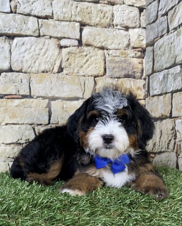 Photo of Mr. Ranger the F2 Mini-Bernedoodle puppy