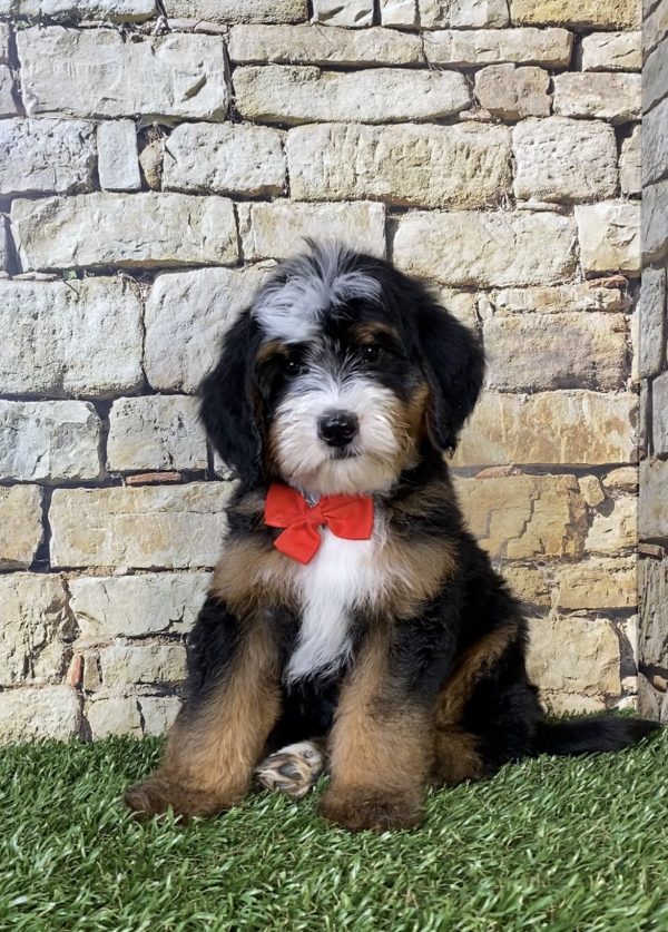 Mr. Ringo the F2 Mini-Bernedoodle puppy
